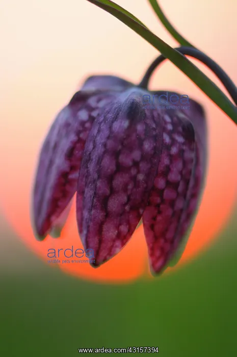 : Snake's Head Fritillary : Snake's Head Fritillary