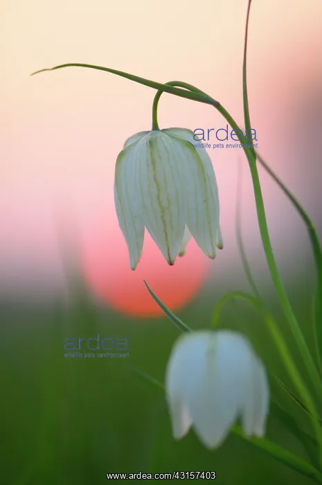 : Snake's Head Fritillary : Snake's Head Fritillary