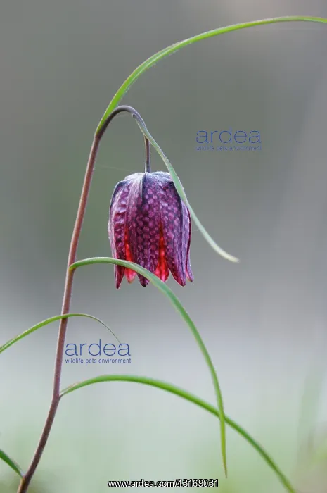 : Snake's Head Fritillary : Snake's Head Fritillary
