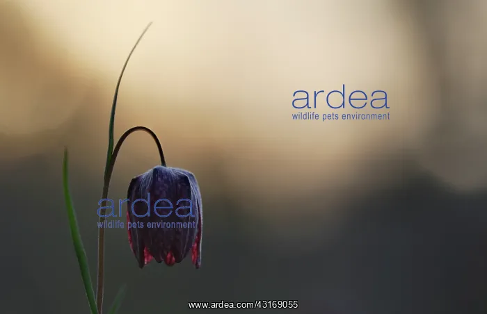 : Snake's Head Fritillary : Snake's Head Fritillary