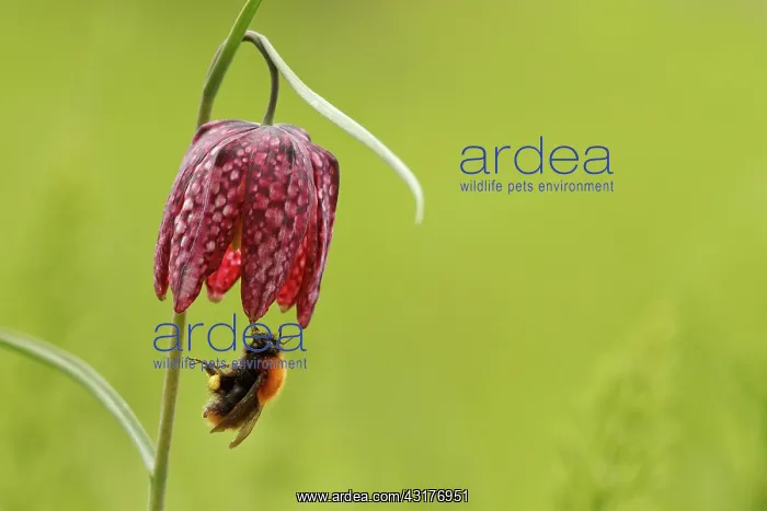 : Snake's Head Fritillary : Snake's Head Fritillary