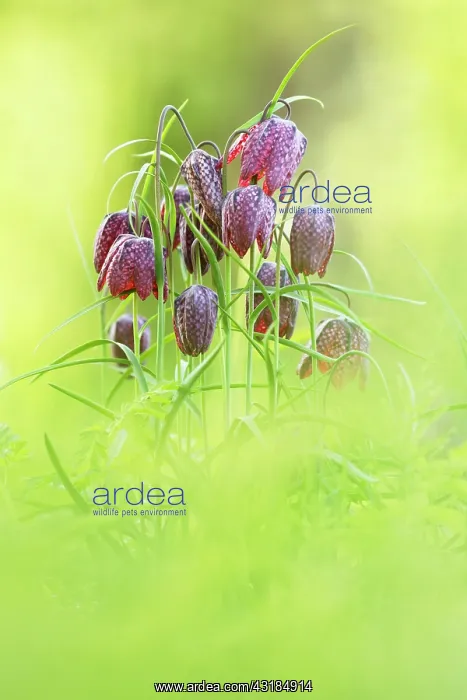 : Snake's Head Fritillary : Snake's Head Fritillary