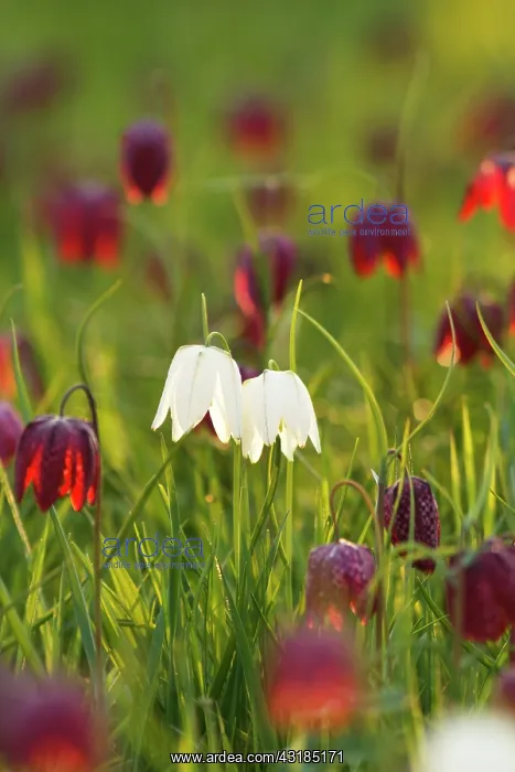 : Snake's Head Fritillary : Snake's Head Fritillary