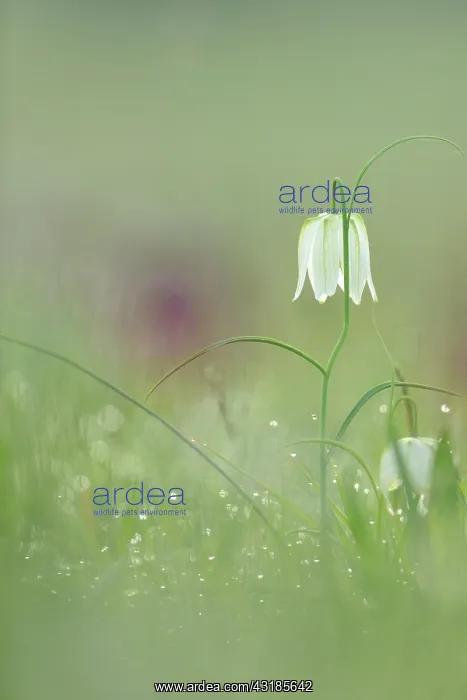 : Snake's Head Fritillary : Snake's Head Fritillary