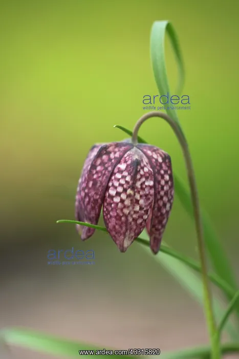 : Snake's Head Fritillary : Snake's Head Fritillary
