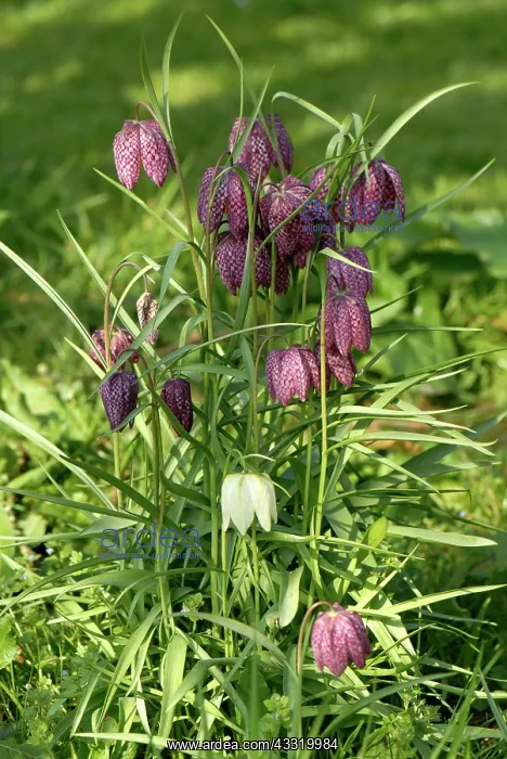 : Snakes head fritillary : Snakes head fritillary