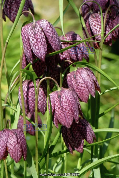 : Snakes head fritillary : Snakes head fritillary