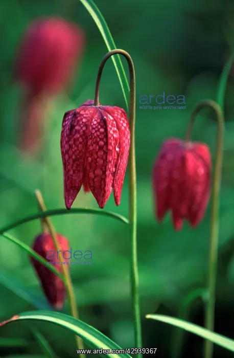 : Snake's head Fritillary / Chequered Lily / Guinea : Snake's head Fritillary / Chequered Lily / Guinea