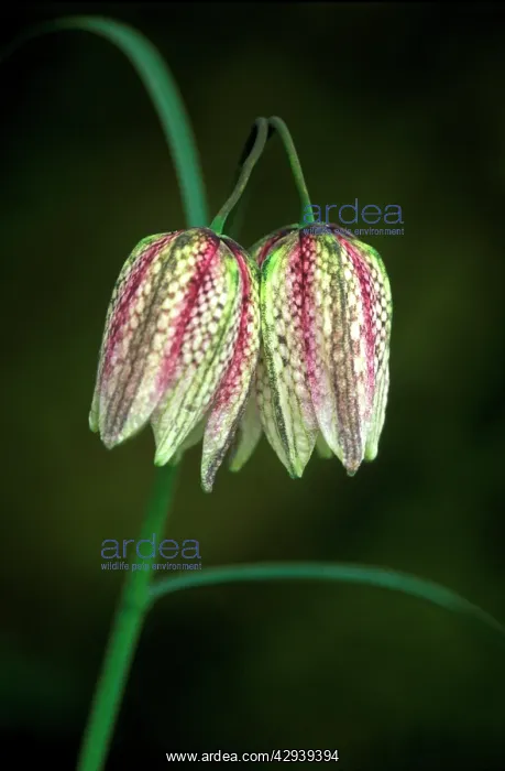 : Snake's head Fritillary / Chequered Lily / Guinea : Snake's head Fritillary / Chequered Lily / Guinea