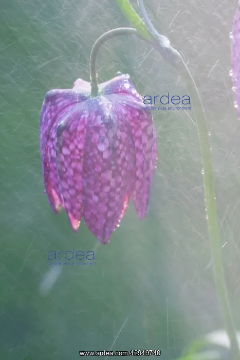 : Snake's-head Fritillary - Close up of flower head : Snake's-head Fritillary - Close up of flower head