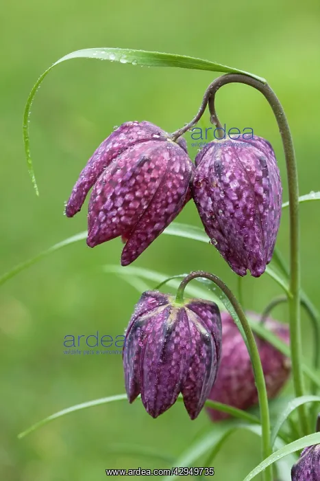  : Snake's-head Fritillary - close up of flower heads