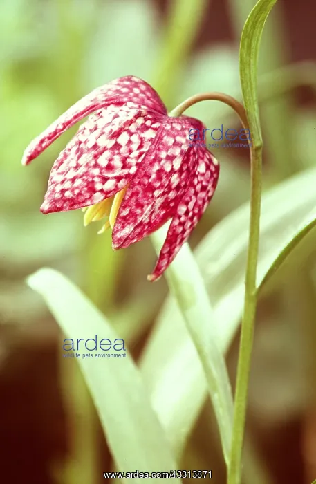 : Snake's Head FRITILLARY - close-up of flower : Snake's Head FRITILLARY - close-up of flower