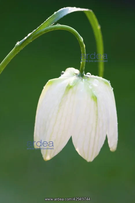 : Snake's-head Fritillary - Close up of white morph : Snake's-head Fritillary - Close up of white morph