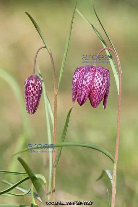 : Snake's-head Fritillary - flowers : Snake's-head Fritillary - flowers