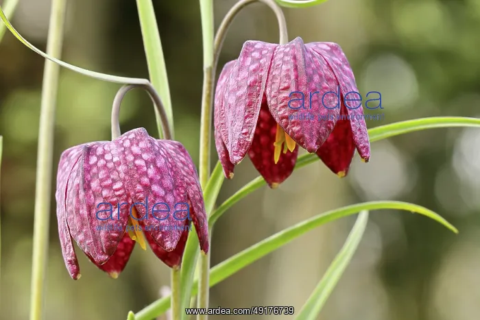  : Snake's Head Fritillary (Fritillaria meleagris)