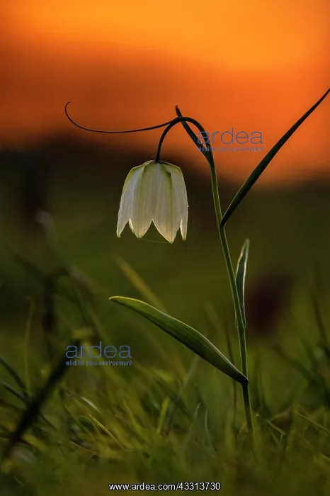 : Snake's-head fritillary or fritillary, Fritillar : Snake's-head fritillary or fritillary, Fritillar
