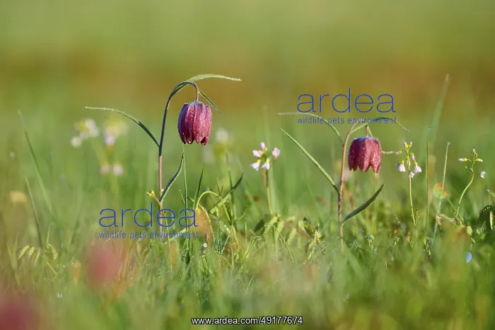 : Snake's Head Fritillary or lapwing (Fritillaria meleagris) : Snake's Head Fritillary or lapwing (Fritillaria meleagris)