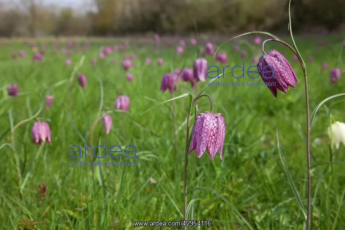 : Snake's-head Fritillary - in meadow full of flowers : Snake's-head Fritillary - in meadow full of flowers