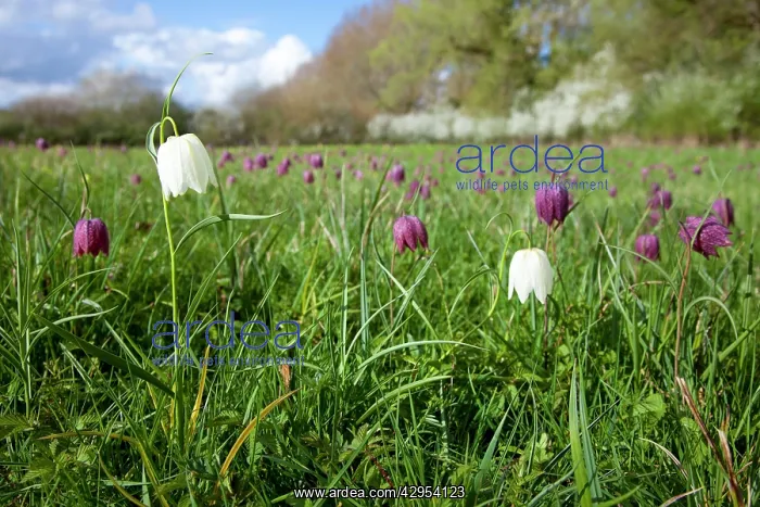 : Snake's-head Fritillary - in meadow full of flowers : Snake's-head Fritillary - in meadow full of flowers