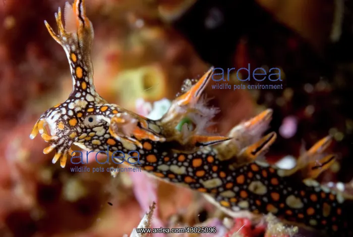 : Snakey Bornella Nudibranch : Snakey Bornella Nudibranch