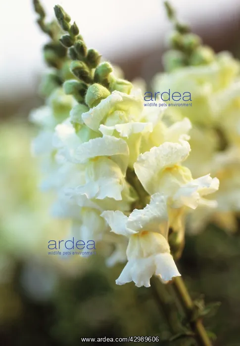 : Snapdragon : Snapdragon