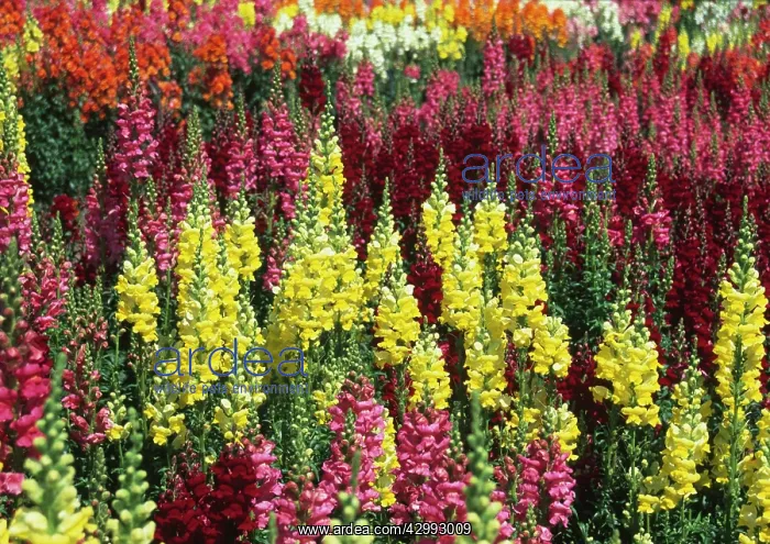 : Snapdragon : Snapdragon