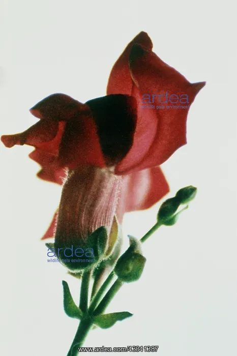 : Snapdragon : Snapdragon