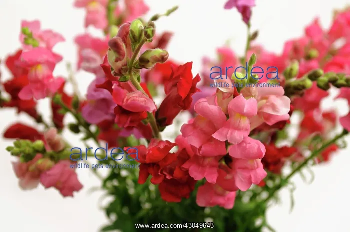 : Snapdragon : Snapdragon