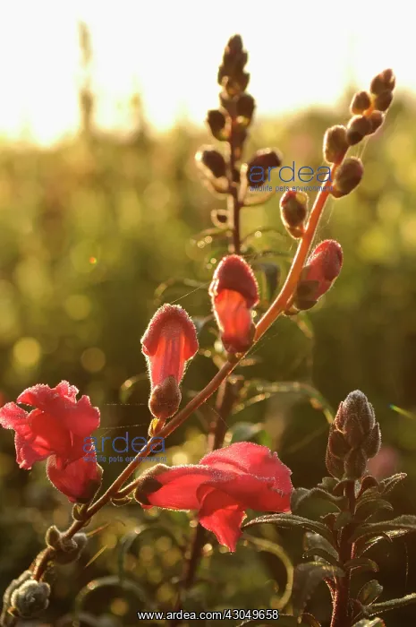: Snapdragon : Snapdragon