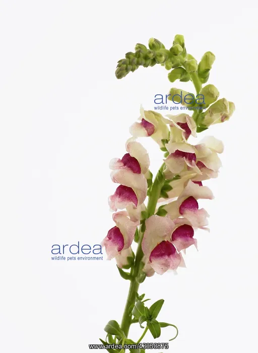 : Snapdragon : Snapdragon