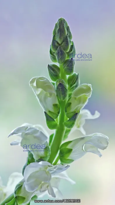 : Snapdragon : Snapdragon