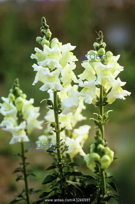 : Snapdragon : Snapdragon