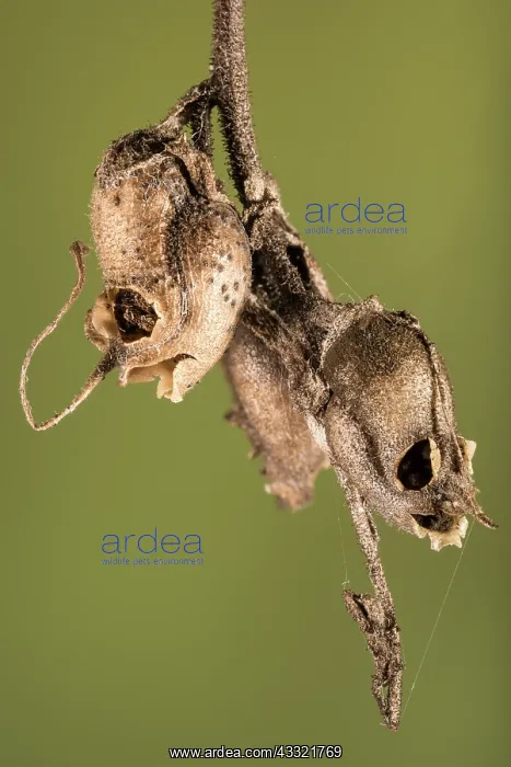 : Detail of Snapdragon skull (Antirrhinum majus) : Detail of Snapdragon skull (Antirrhinum majus)