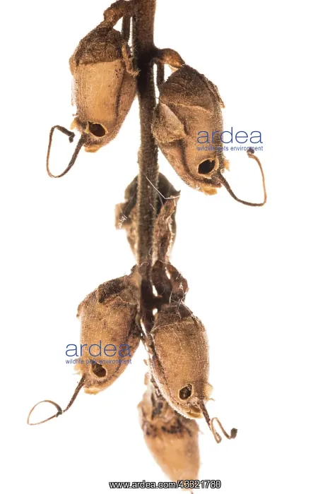 : Detail of Snapdragon skull (Antirrhinum majus) against : Detail of Snapdragon skull (Antirrhinum majus) against