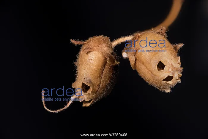 : Detail of Snapdragon skull (Antirrhinum majus) against a bla : Detail of Snapdragon skull (Antirrhinum majus) against a bla