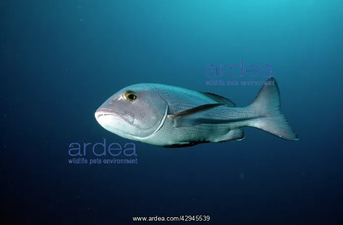  : Snapper. French Polynesia