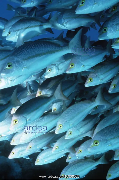 : SNAPPER FISH SHOAL : SNAPPER FISH SHOAL