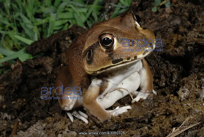 : Snapping Frog : Snapping Frog