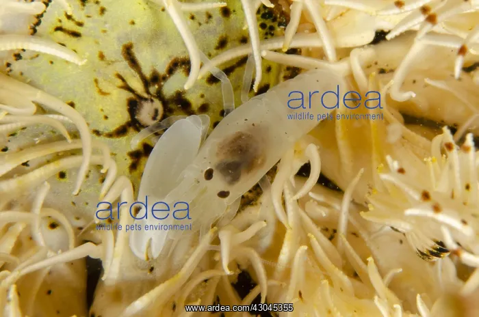 : Snapping Shrimp - in Crinoid - Night dive, Scuba : Snapping Shrimp - in Crinoid - Night dive, Scuba