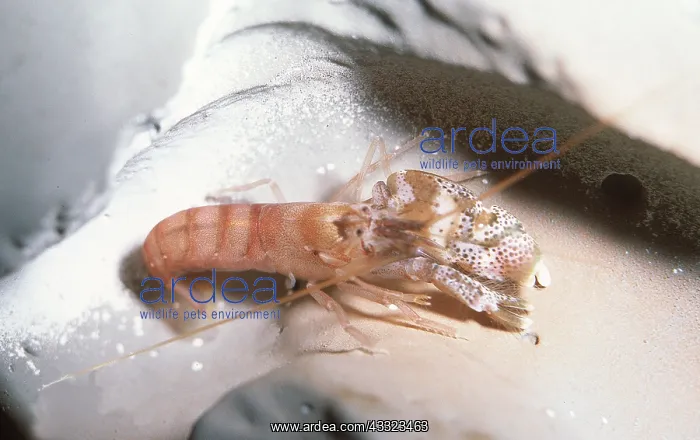 : SNAPPING SHRIMP - kills by clicking claws : SNAPPING SHRIMP - kills by clicking claws