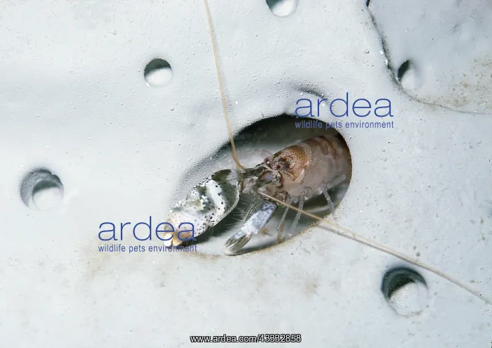 : SNAPPING SHRIMP - kills by clicking claws : SNAPPING SHRIMP - kills by clicking claws