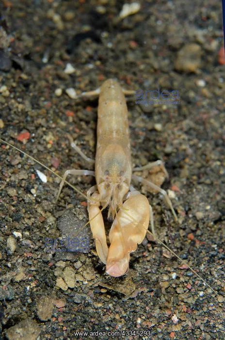  : Snapping Shrimpp - Bulaken dive site, Amed, Karangasem