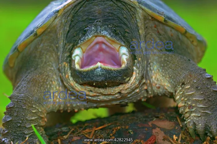 : Snapping Turtle : Snapping Turtle