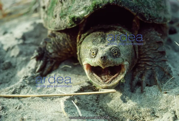 : Snapping Turtle : Snapping Turtle