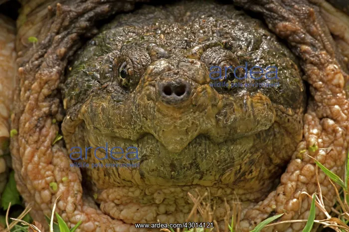 : Snapping Turtle : Snapping Turtle