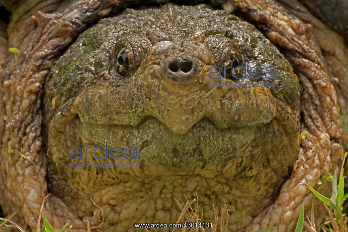 : Snapping Turtle : Snapping Turtle