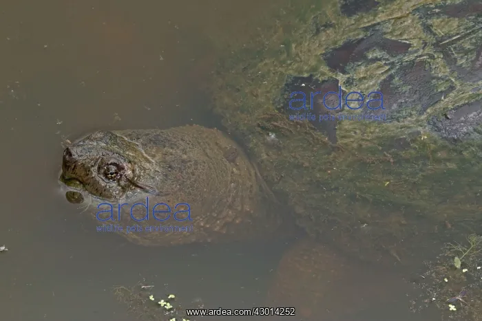  : Snapping Turtle