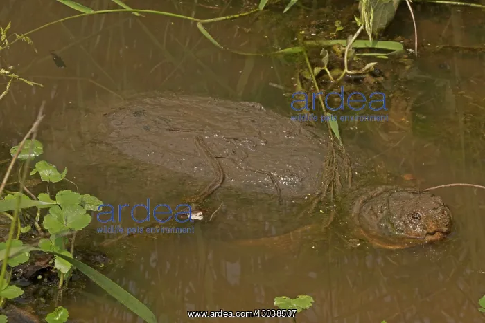  : Snapping Turtle