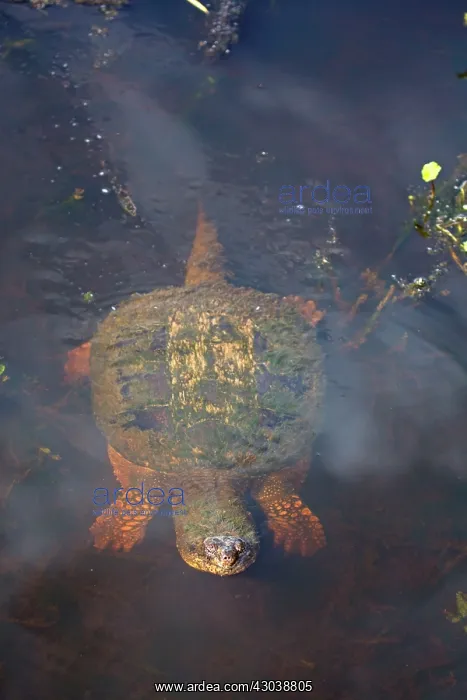  : Snapping Turtle