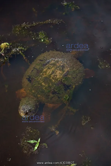  : Snapping Turtle